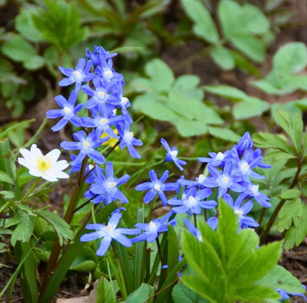 Kirjokevättähti Kirjokevättähti